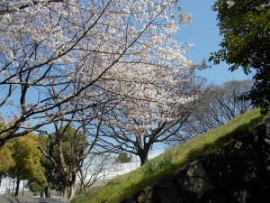 DSCN4303
